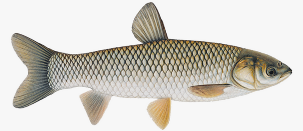 Why Fish?